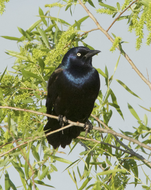 PHOTOGRAPHY BY DEB HIRT The Birds of McCurtain County, Oklahoma