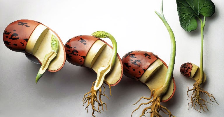 Laporan Hasil Praktikum Mengetahui Perkecambahan dan