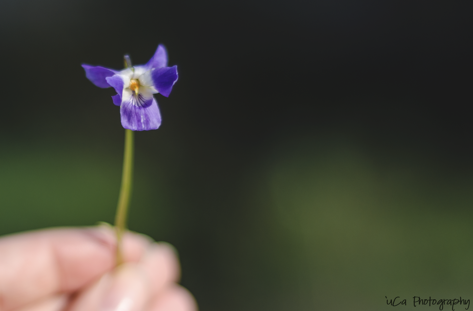 flower spring