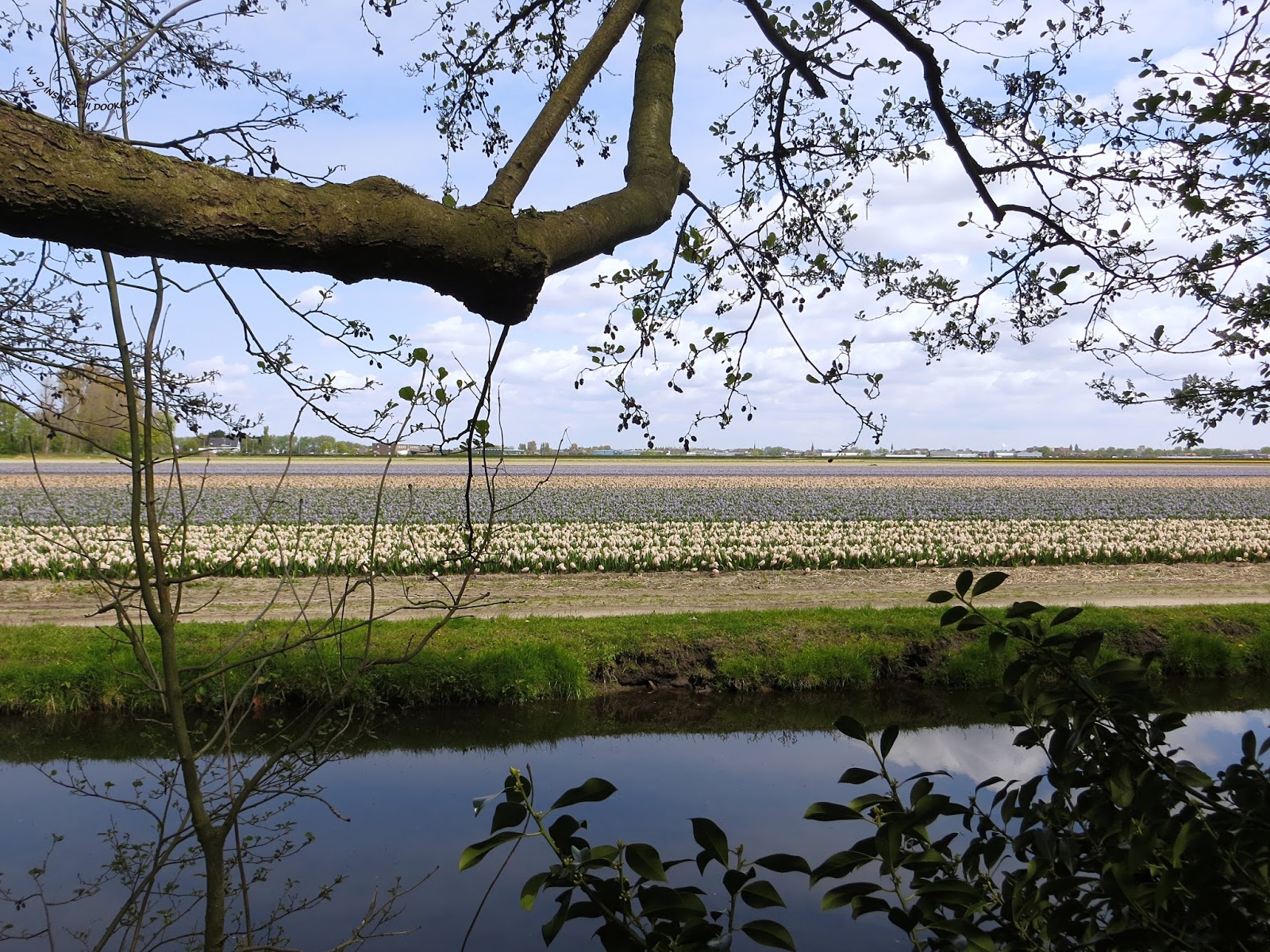 Ogród Keukenhof w Lisse, Holandia
