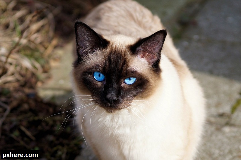 Jenis-jenis Kucing Ras