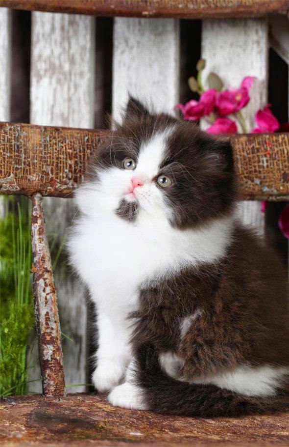 Cute Puppies and Kittens 5 Most Friendly Cat Breeds in The World