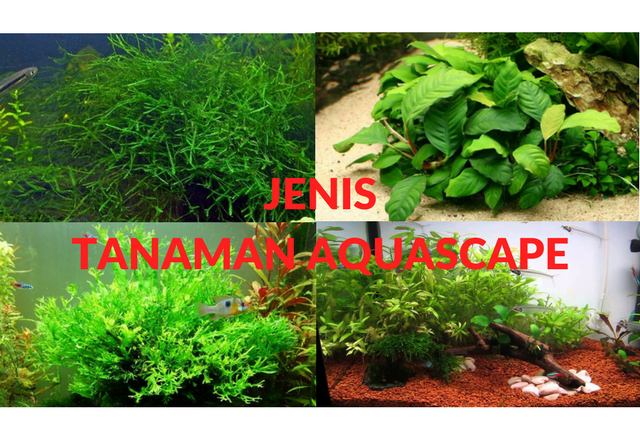 25 Jenis Tanaman Aquascape Cantik Untuk Akuarium Anda Tingkir