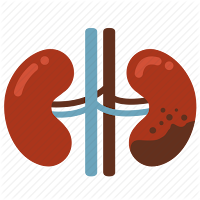Kidney (ginjal) Kidney (ginjal)