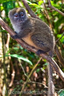 Eastern lesser bamboo Lemur