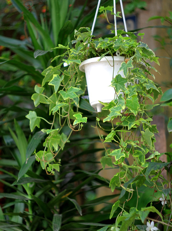 Cây thường xuân Cây thường xuân