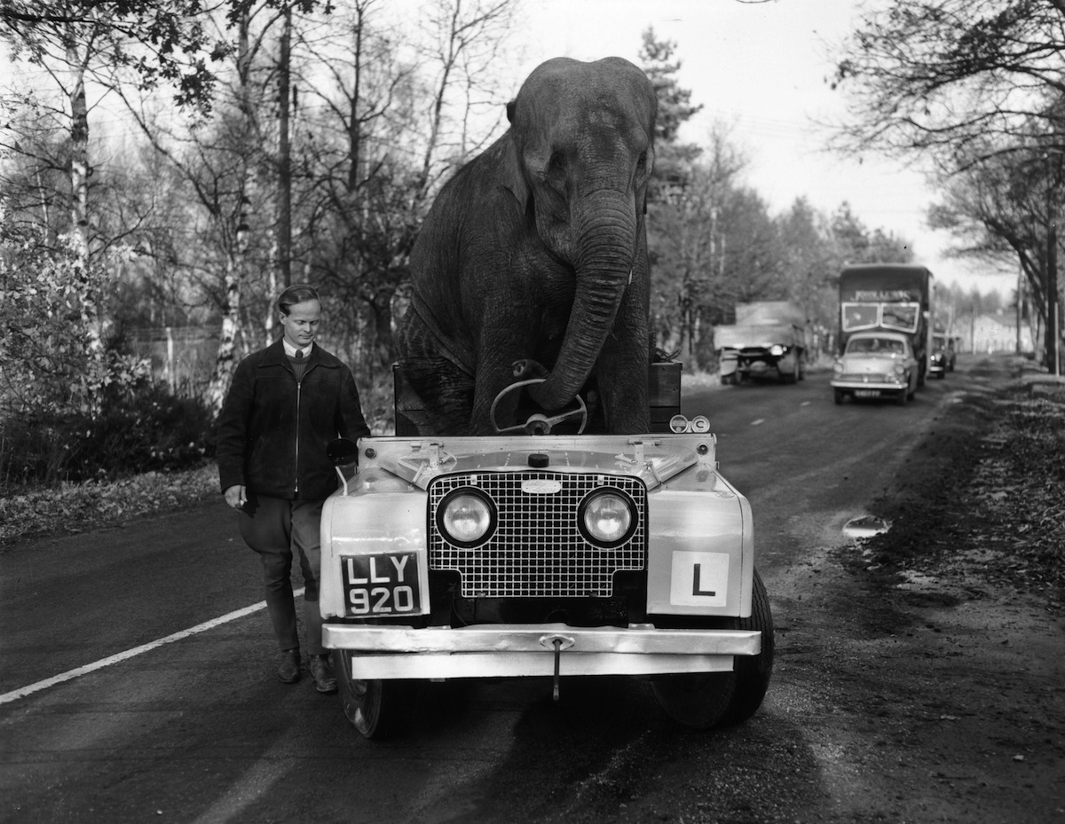 40 Amazing Historical Pictures - Some of the best vintage pictures from history feature animals acting as intelligent as humans.