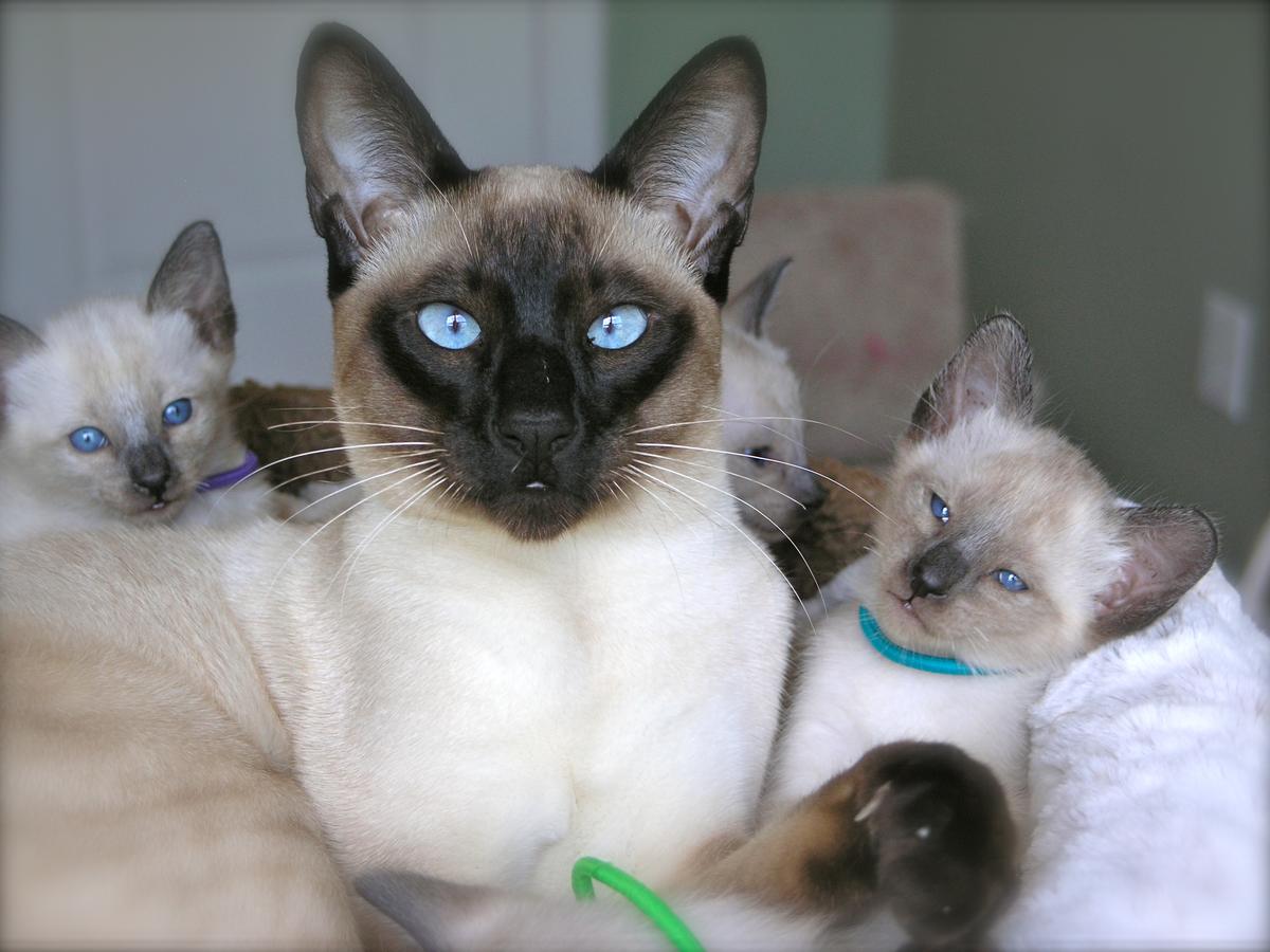 Carolina Blues Cattery Siamese Kittens for Sale