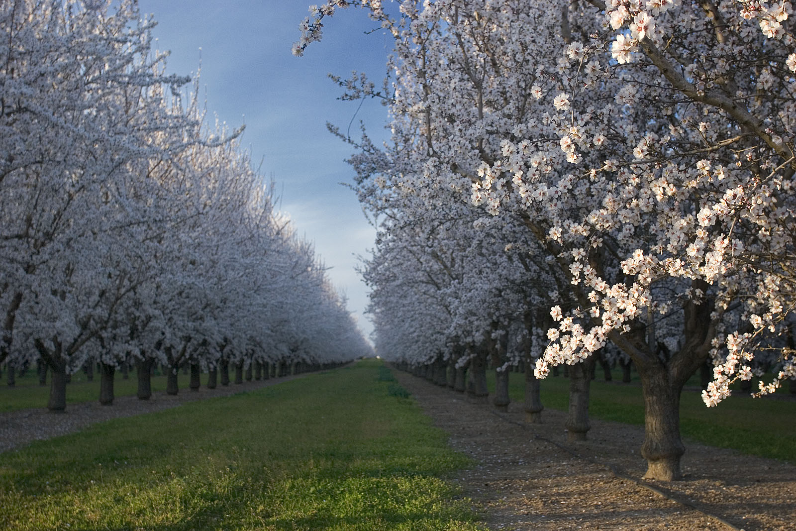 Anthony Dunn Photography When do the Almond Trees Bloom?