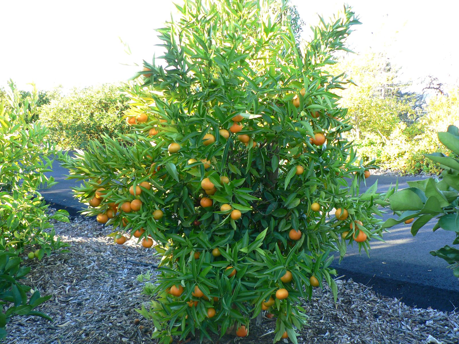 оранжело. оранжело. оранжело. лимон аркобалено. оранжело чиронья.