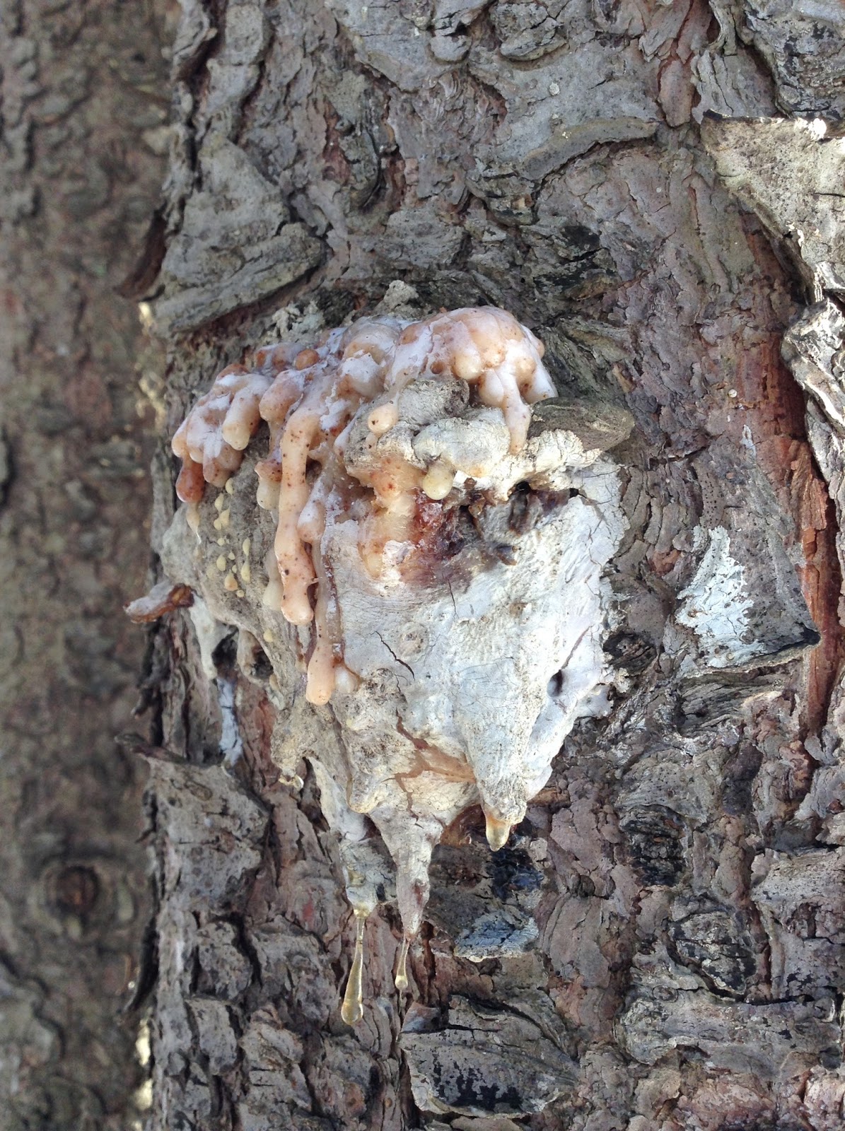 The Nature of Lutherlyn Resin, Pitch, Sap