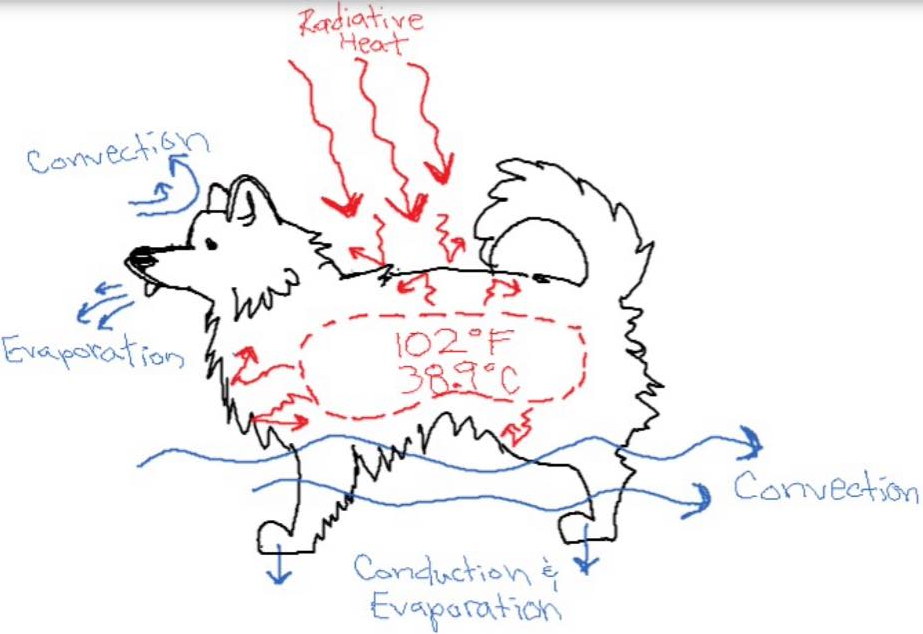 How To Keep A Double Coated Dog Cool