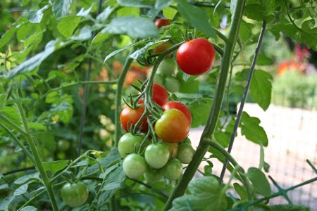 Image result for may vegetables