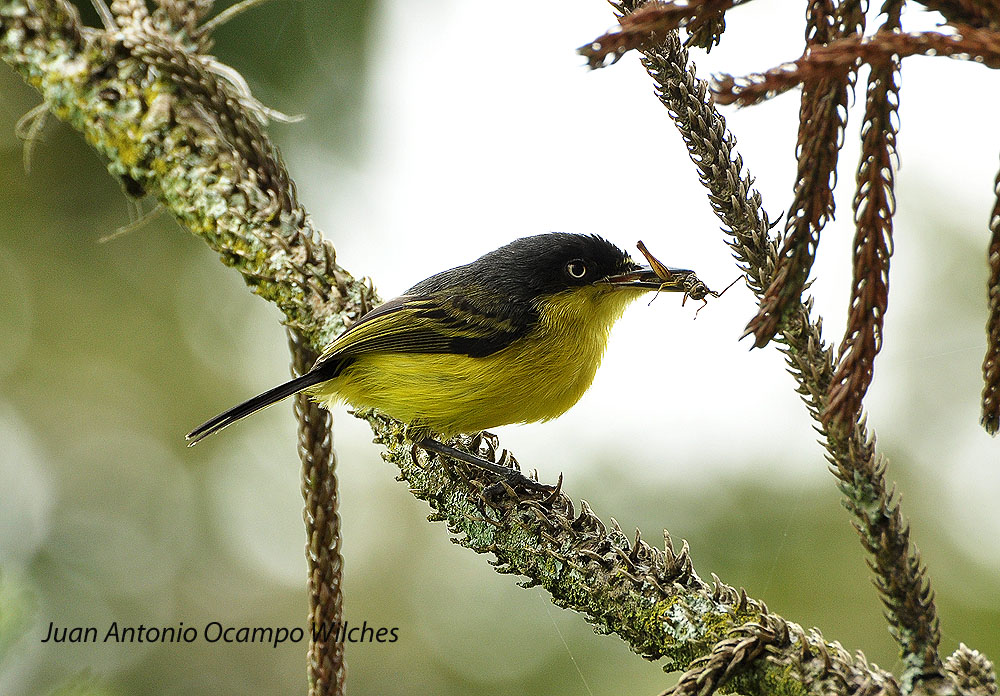 EJE CAFETERO - AVES DE CALDAS - BIRDS OF CALDAS -COLOMBIA: AVES BAJO