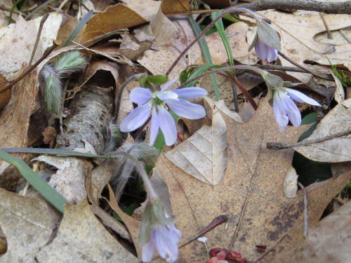 hepatica