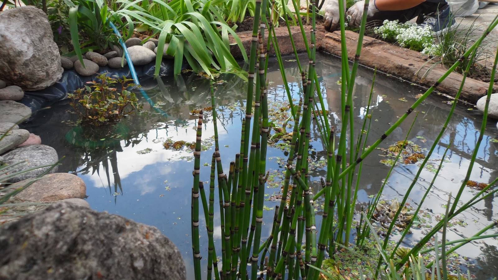 Un estanque para el jardín / Con Sabor a Hogar