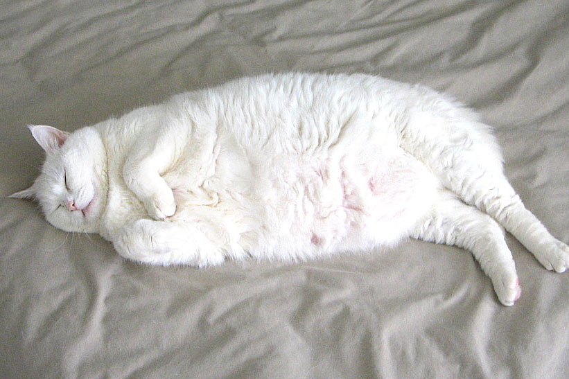 all about cats Cat Obesity