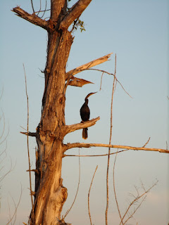 Anhinga Anhinga