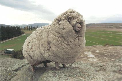 shrek+the+sheep.jpg