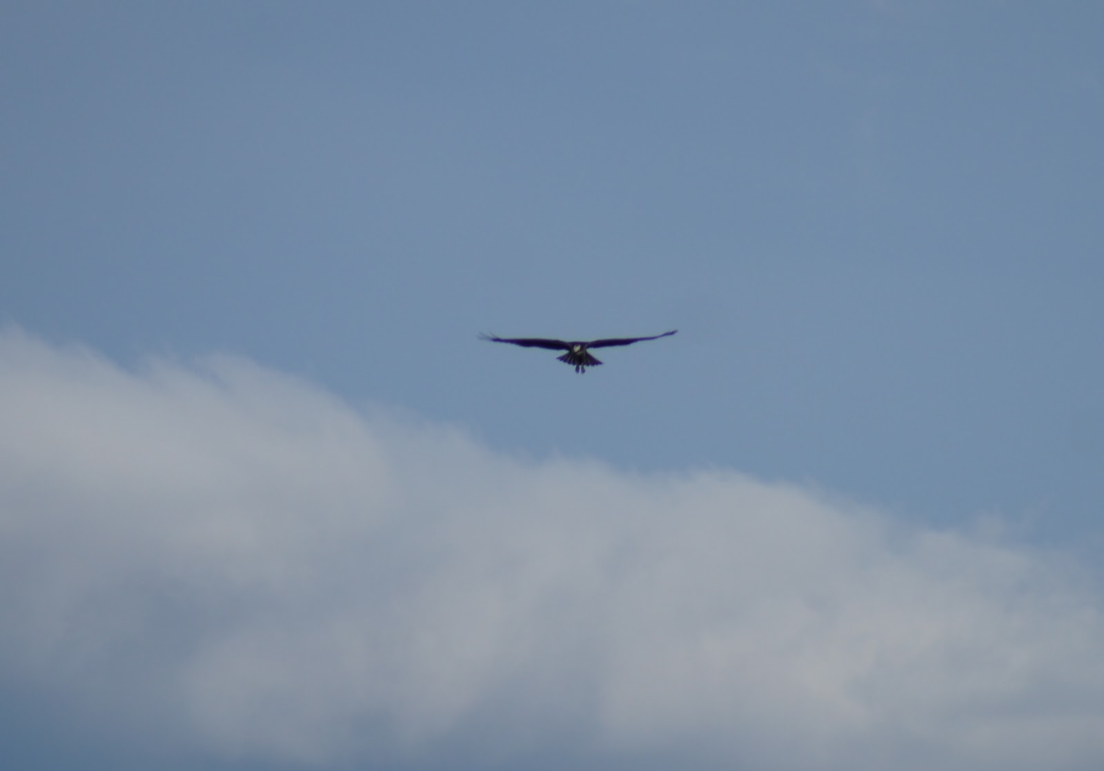 Things with Wings Bolton Flats Wildlife Management Area
