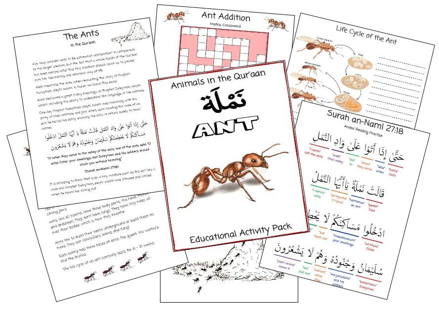 Iman's Homeschool ~ The Curriculum: Ants Activity Pack