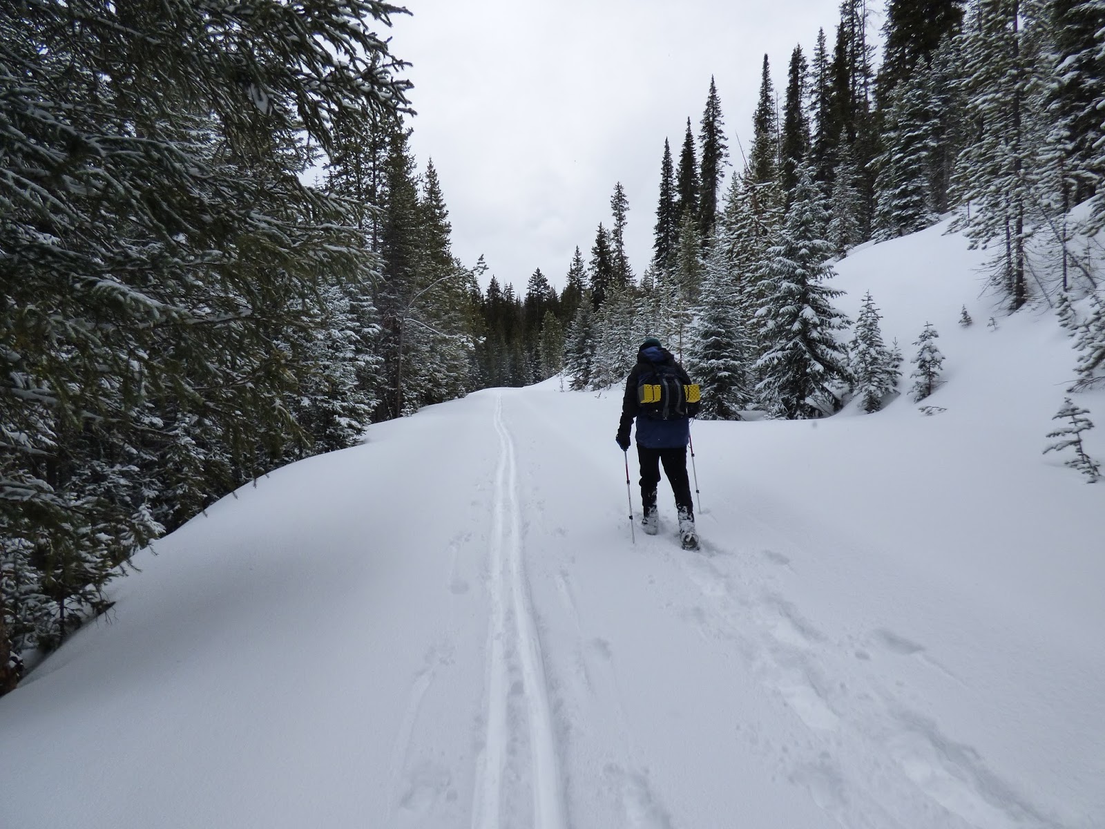 Half and Half Adventures Fraser Experimental Forest Crosscountry
