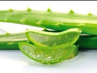 7 Manfaat Lidah Buaya Untuk Kesehatan Dan Kecantikan
