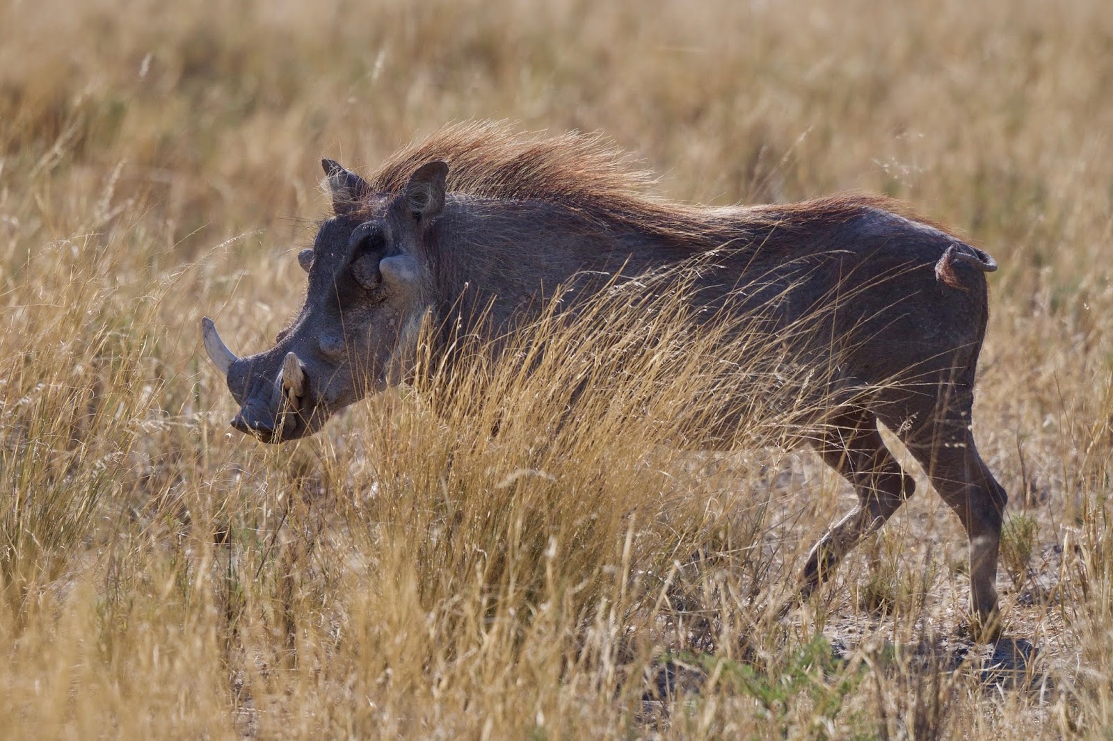 Naturfoto Einar Hugnes: Namibia 11: Første morgenmøte med geparder i ...