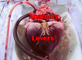 Anatomy Lovers