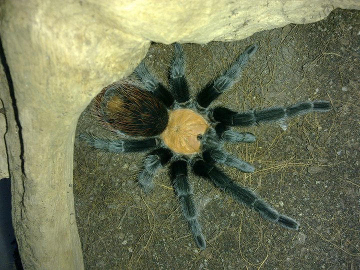 Exotic Wonderland TARANTULA FOR SALE