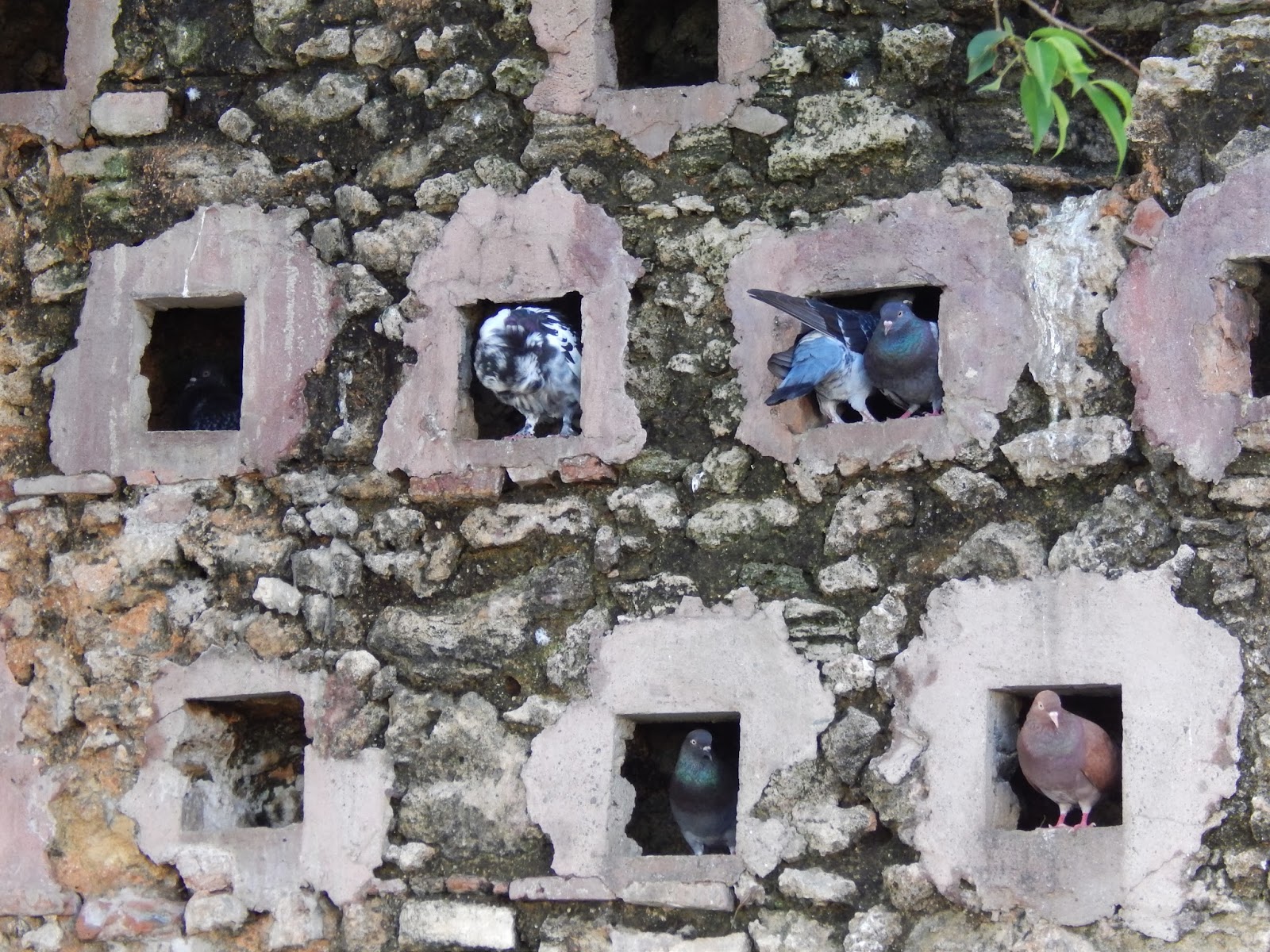 Joyful Writer Pigeon Holes