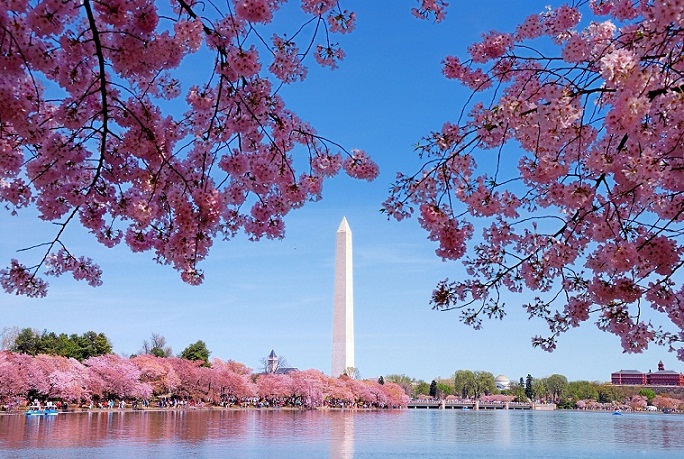 Cherry Blossom Festival, Keindahan Bunga Sakura di Amerika Cherry Blossom Festival, Keindahan Bunga Sakura di Amerika