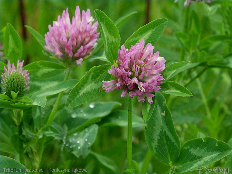 Koniczyna łąkowa Znaczenie Dla Człowieka Plant Gallery - Encyklopedia Roślin: Trifolium pratense - Koniczyna łąkowa