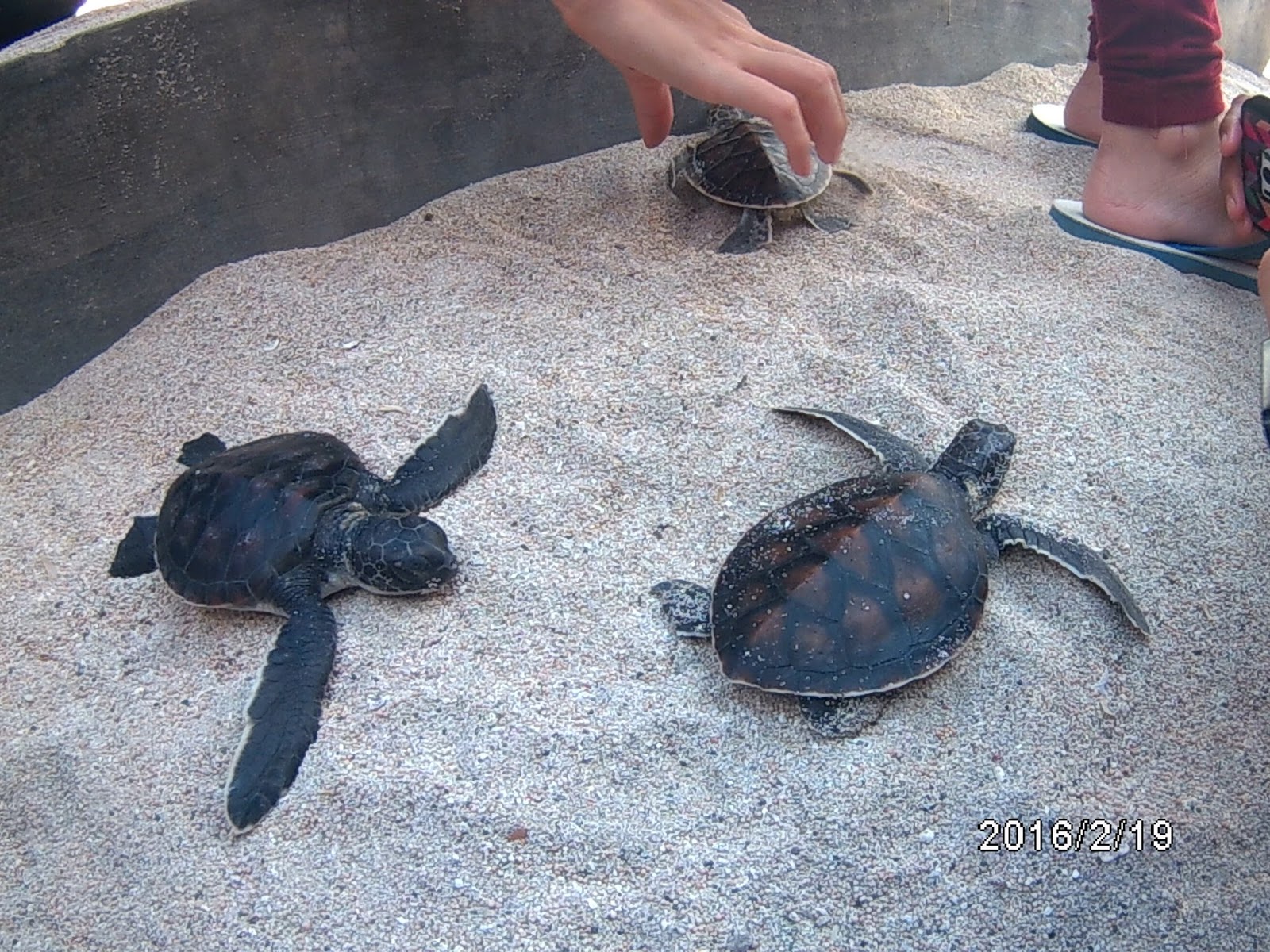 Newmont mengembangkan program Konservasi Penyu di Maluk