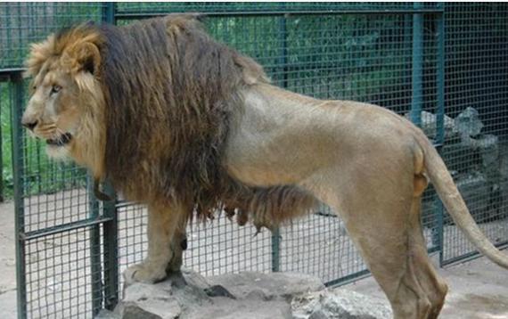 Ditemukan Spesies Singa Baru di  Kebun  Binatang  Ethiopia 