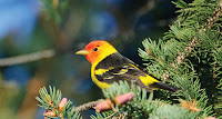 kanha national park madhya pradesh tourism india wildlife bird watching safari