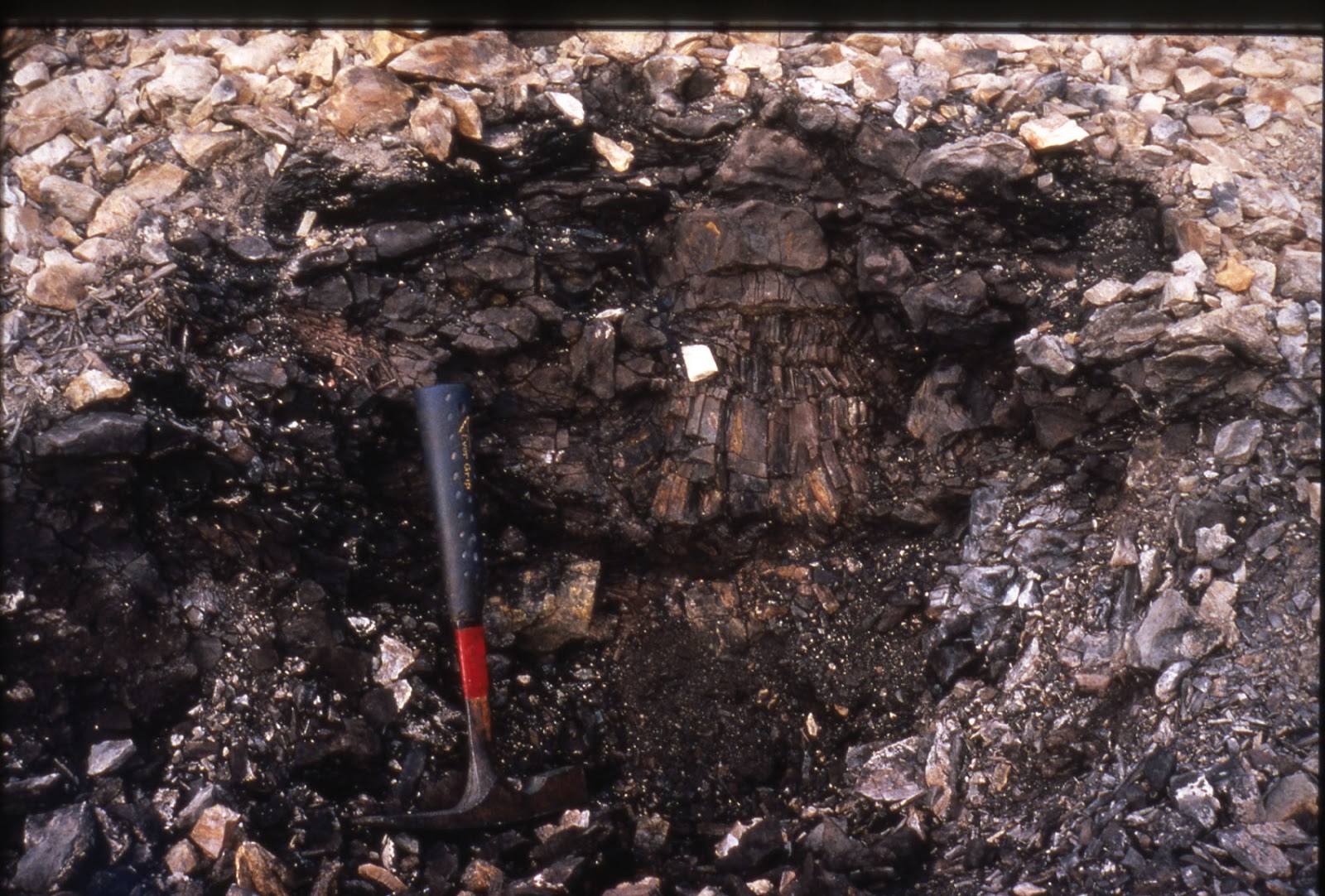 daily timewaster Coal and plant fossils in Antarctica