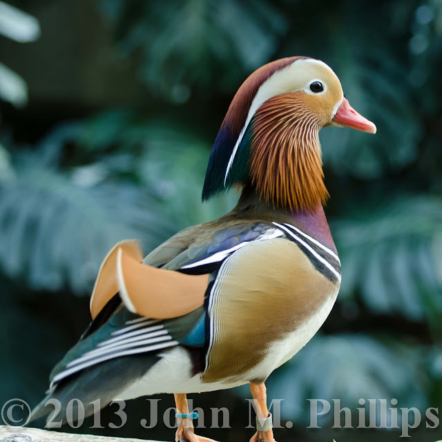 SKEPTIC PHOTO MANDARIN DUCK