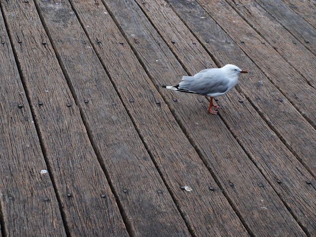 Darling Harbour Seagull
