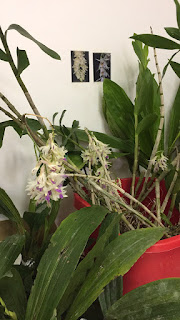 , Mostre primaverili: Horti di Veio e Monteporzio catone 2017, diarid'orchidee