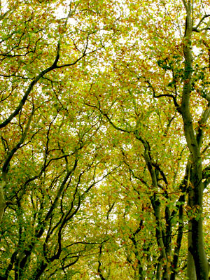golden leaves on trees