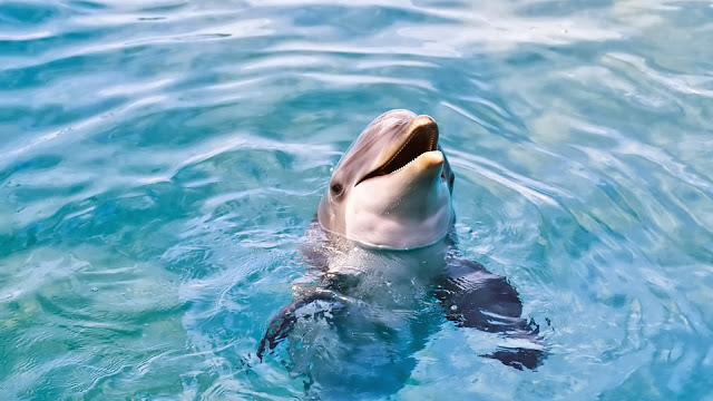 Foto met dolfijn in het water