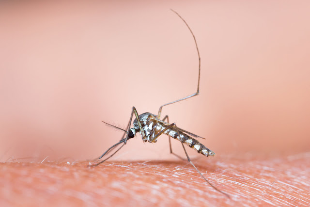 Malaria Malaria