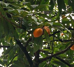buah sawo ubi di pohon