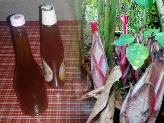 Meski Lestarikan Tradisi, Pengusaha Anggur Galoba Minim Perhatian Pemerintah Meski Lestarikan Tradisi, Pengusaha Anggur Galoba Minim Perhatian Pemerintah