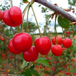 Cây Cherry có trái - Nhà vườn Khánh Võ Cay_cherry-15%25281%2529