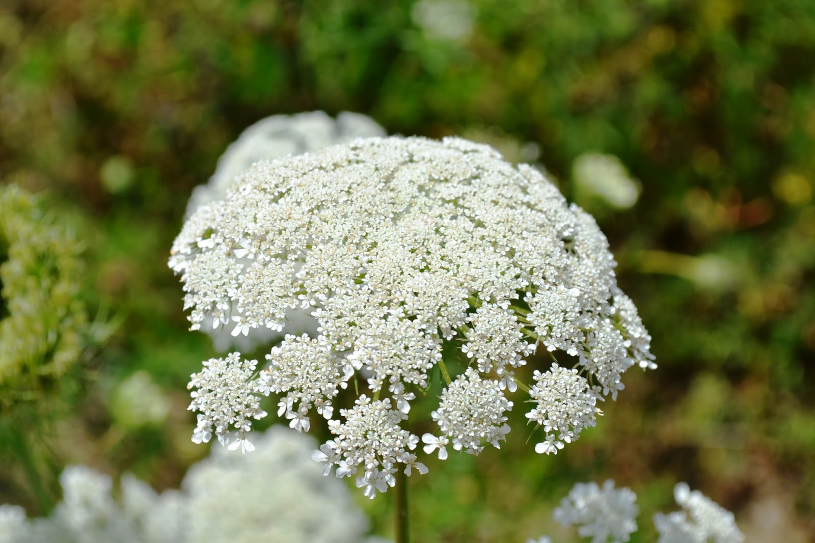 POINTS TO PONDER Q for &quot;Queen Anne�s Lace&quot;