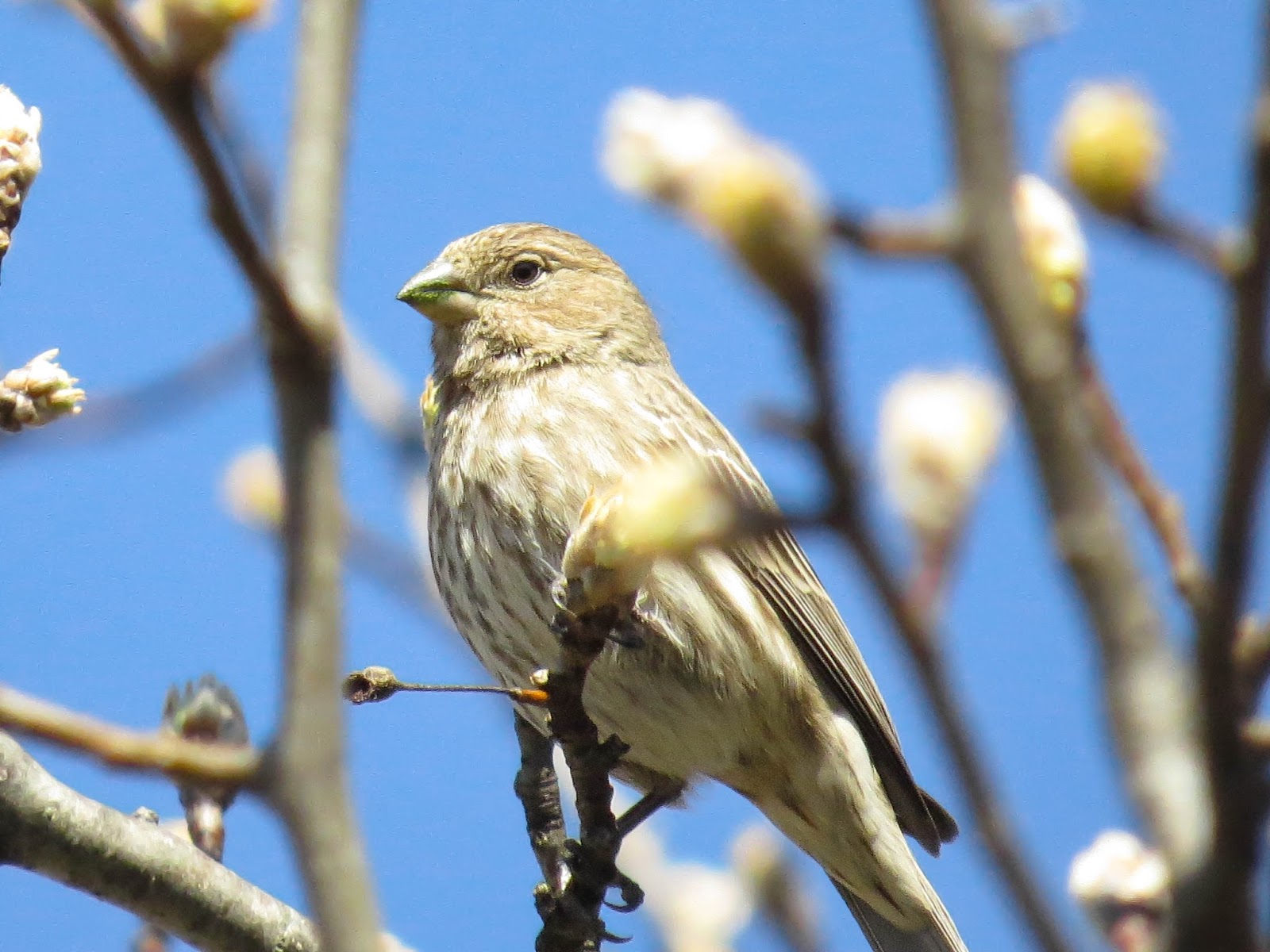 THE BIRD HOUSE: HOUSE FINCHES: 03/04/2018
