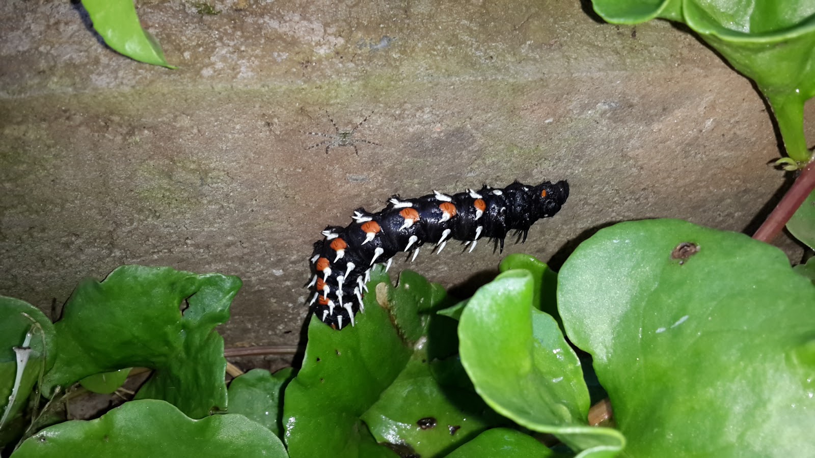 Jacot's Garden Giant caterpillars African Emperor Moth Bunaea alcinoe.