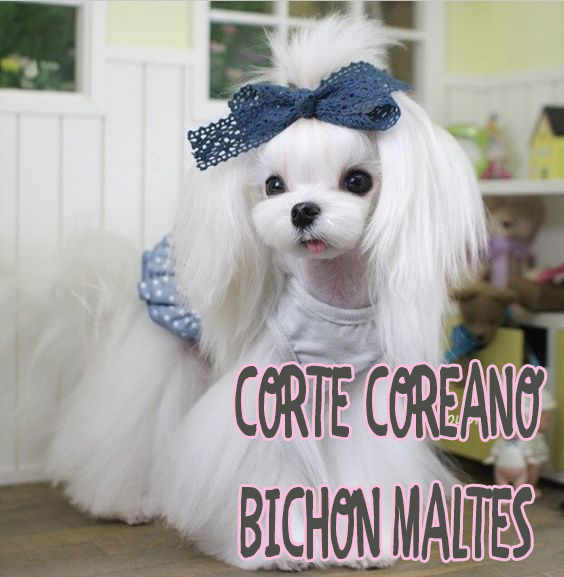 bichon maltes pelo corto cortes pelo bichon maltes peinados populares en espa 241 a bichon maltes pelo corto cortes pelo bichon maltes peinados populares en espa 241 a